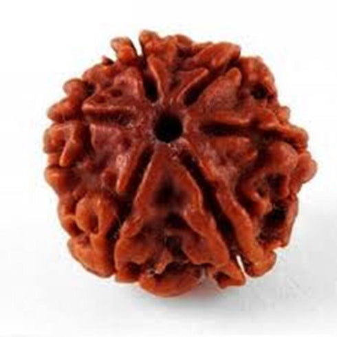 Shan Mukhi Rudraksha